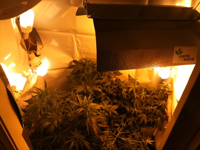 young hardcore porn hardcore porn young log attachments grow watt rdwc cfl grower switches hps bud
