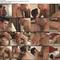 Hardcore Ass Licking Porn